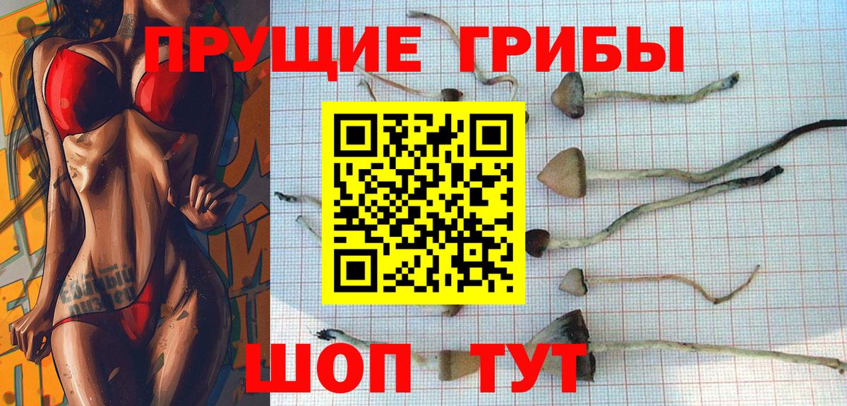 Псилоцибиновые грибы Cubensis Кизляр